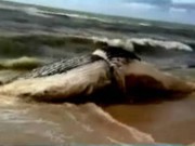 Baleia jubarte fica encalhada e morre em praia do município de Prado, BA
