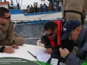 ICMBio inicia ações para proteção da baleia franca
