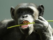Comunicação de chimpanzés e bonobos é a mais próxima da humana