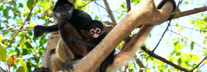Costa Rica torna-se o primeiro país da América Latina a encerrar os seus jardins zoológicos
