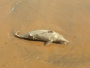 Golfinho é encontrado morto em praia de Anchieta, ES