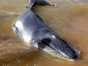 Filhote de baleia jubarte encalha e morre em praia de Aracruz, ES