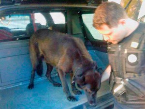Polícia encontra cão maltratado em ponto de tráfico de drogas, no ES