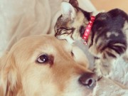 Cão adota gatinho rejeitado pela mãe; veja fotos