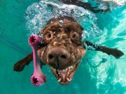 Fotos capturam momentos incríveis de cachorros mergulhando