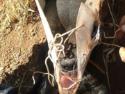 PM resgata cachorro que teve cone preso à cabeça com arame, em Goiás