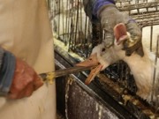Índia proíbe importação de foie gras