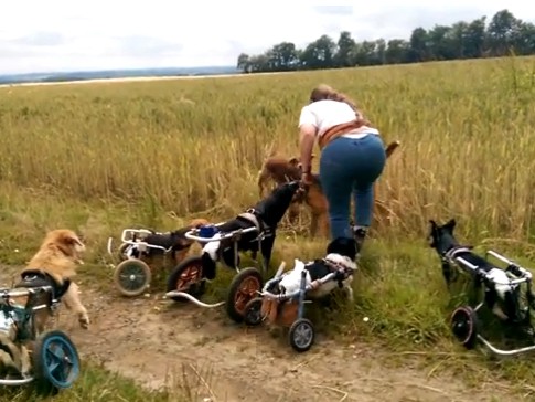 VÍDEO: Cachorros reaprendem a brincar após ficarem paraplégicos