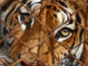 ONU denuncia aumento do uso de produtos derivados de animais em extinção