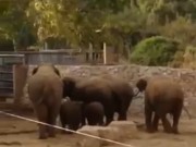Elefantes protegem filhotes em alerta de ataque em Israel; vídeo
