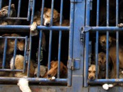 Primeiro detido por maus-tratos a animal no México