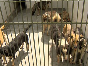 Aumenta fiscalização para evitar abandono de cães em Juiz de Fora, MG