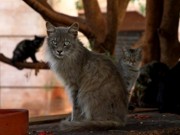 Moradora cuida de 250 gatos abandonados em Três Lagoas, MS