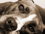 Advogada diz que STF revogou matança de cães com leishmaniose