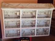 Pássaros da fauna silvestre são resgatados de cativeiro em Uberlândia, MG