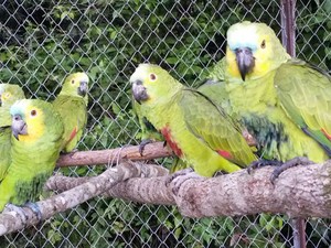 Mais de 40 papagaios e outros animais silvestres são soltos em Exu, PE