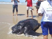 Resgatada tartaruga-de-couro de quase 300 kg na praia da Pedra do Sal, em Parnaíba, PI