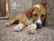 Denúncias de maus-tratos contra animais aumentam em Curitiba, PR