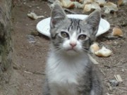 Mais de 150 gatos abandonados serão levados para colônias superlotadas no RJ
