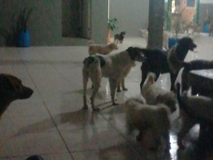 Suspeito de liderar roubo de 47 cães de canil municipal é preso no RS