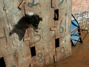 Com enchente, animais ficam ilhados em telhados de casas em Itaqui, RS