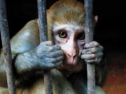 Câmara de Passo Fundo (RS) rejeita projeto que proíbe testes em animais
