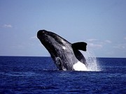 Vídeo mostra presença de baleias-francas em praia de Florianópolis, SC