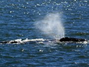 Duas baleias são avistadas próximas a praia de Laguna, no Sul catarinense