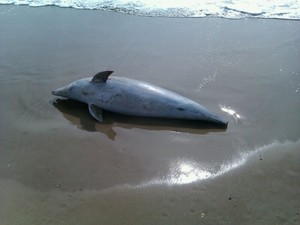 Golfinho é encontrado morto e sem cauda em praia do Litoral Norte de SC
