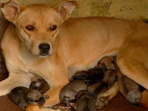 Prefeitura de Leme (SP) inicia campanha para identificar e castrar cães e gatos