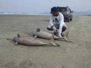 Mais dois golfinhos são encontrados mortos em Peruíbe, SP