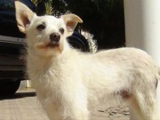 Família busca cão deficiente levado durante assalto em São Bernardo, SP