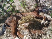 Égua abandonada pelo tutor é sacrificada em Votuporanga, SP