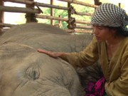 Vídeos: música de ninar acalma elefante na Tailândia