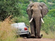 Consumo de marfim na Tailândia provoca aumento de abate de elefantes