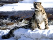 População de fauna selvagem no Tibet cresce, indica pesquisa