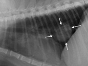 Imagem de raio X mostra tumor em gato provocado por fumaça de cigarro