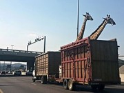 Morte de girafa na auto-estrada gera indignação nas redes sociais