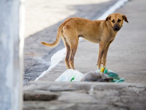 Lei estadual que garante atendimento a animais domésticos gera polêmica em Alagoas