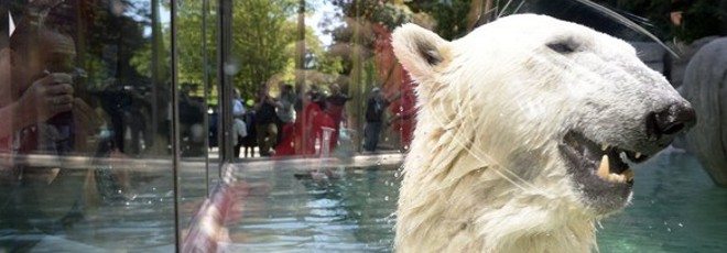 Meio milhão de assinaturas não chegaram para retirar urso polar da Argentina