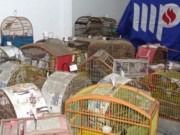 Operação do MP-BA apreende 69 aves silvestres em Valença, BA