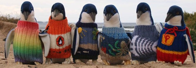 ONG usa suéteres para proteger pinguins de vazamentos de óleo