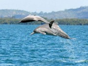 Golfinhos conseguem identificar-se pelo ‘nome’