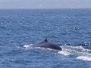 Cientistas querem mudar rotas marítimas para salvar baleias