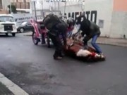 Vídeo mostra cavalo caindo exausto ao puxar charrete turística em Poços de Caldas, MG