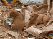 Cães que vivem em aterro de lixo são castrados em São João del Rei, MG