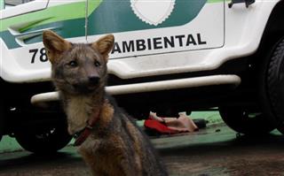 Polícia resgata cachorro-do-mato e aves de cativeiro em Cruzeiro do Oeste, PR