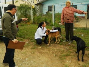 Tutores de cães e gatos podem castrar animais de graça em Mallet, no PR