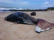 Baleia jubarte é encontrada morta na Via Costeira, em Natal