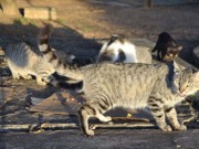 ONG combate maus tratos, abandono e superpopulação de animais em Natal, RN